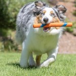 Chuckit! fetch stick