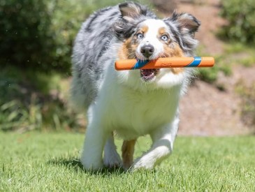 Chuckit! fetch stick