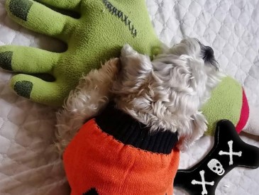 Dog snuggling with Pickupik Halloween Dog Toy 3 Pack skull and crossbones plush bone dog toy.